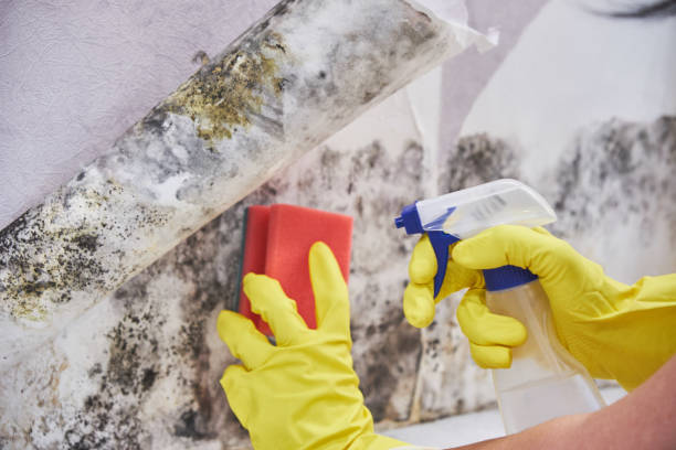 Reliable Cattaraugus, NY Mold Removal & Remediation Solutions